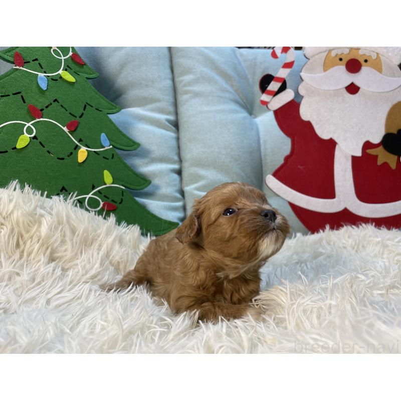 販売中の神奈川県のキャバプー:キャバリア×トイプードル-427095の11枚目