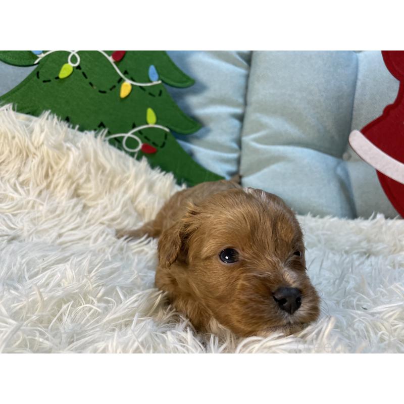 販売中の神奈川県のキャバプー:キャバリア×トイプードル-427095の10枚目