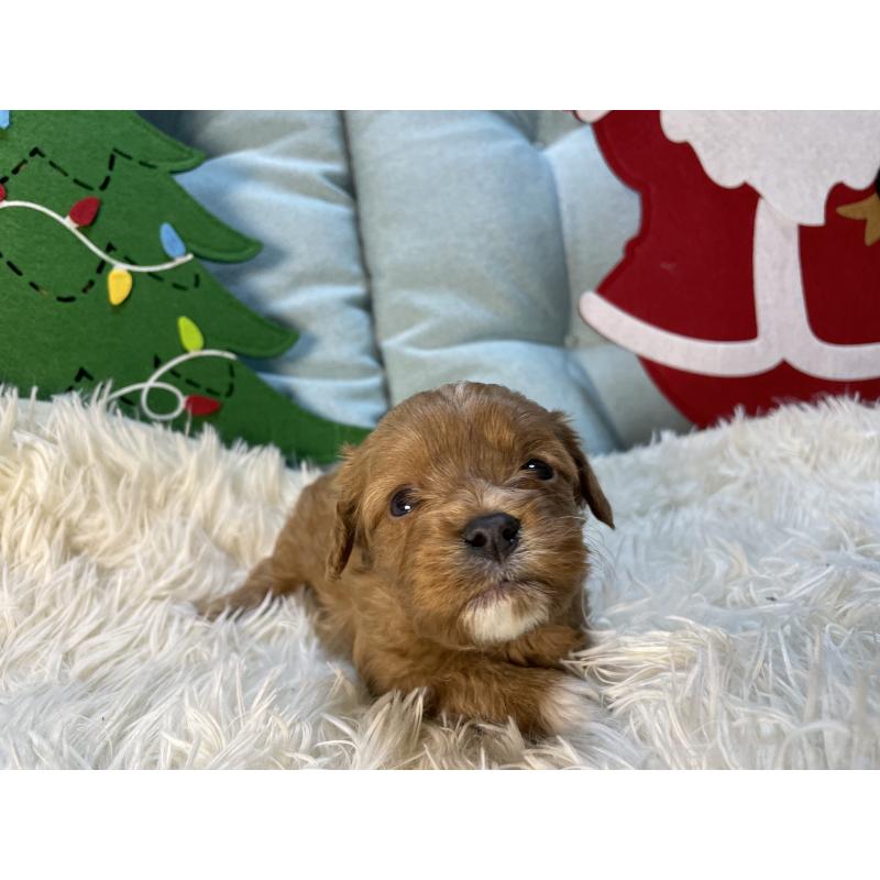 販売中の神奈川県のキャバプー:キャバリア×トイプードル-427095の9枚目