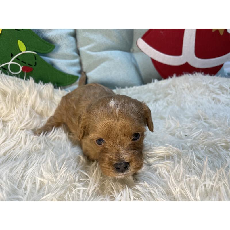 販売中の神奈川県のキャバプー:キャバリア×トイプードル-427095の8枚目