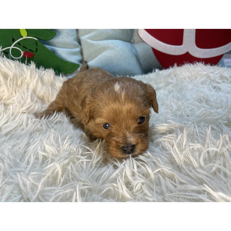 販売中の神奈川県のキャバプー:キャバリア×トイプードル-427095の7枚目