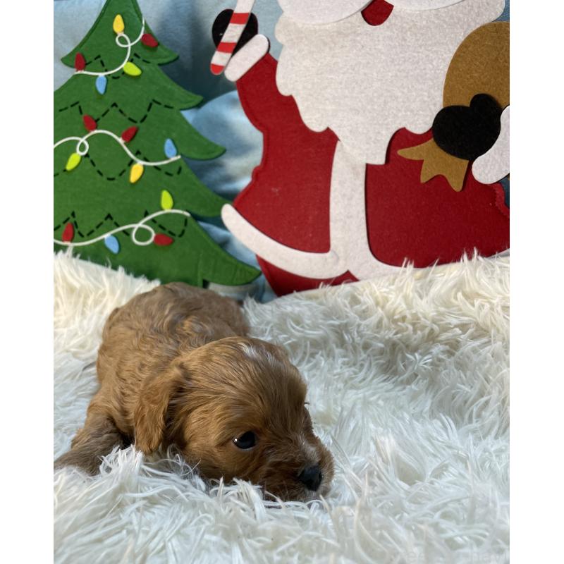 販売中の神奈川県のキャバプー:キャバリア×トイプードル-427095の6枚目