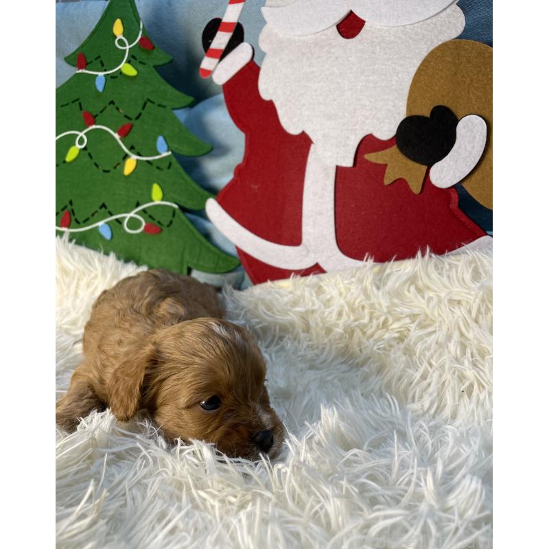 販売中の神奈川県のキャバプー:キャバリア×トイプードル-427095の5枚目