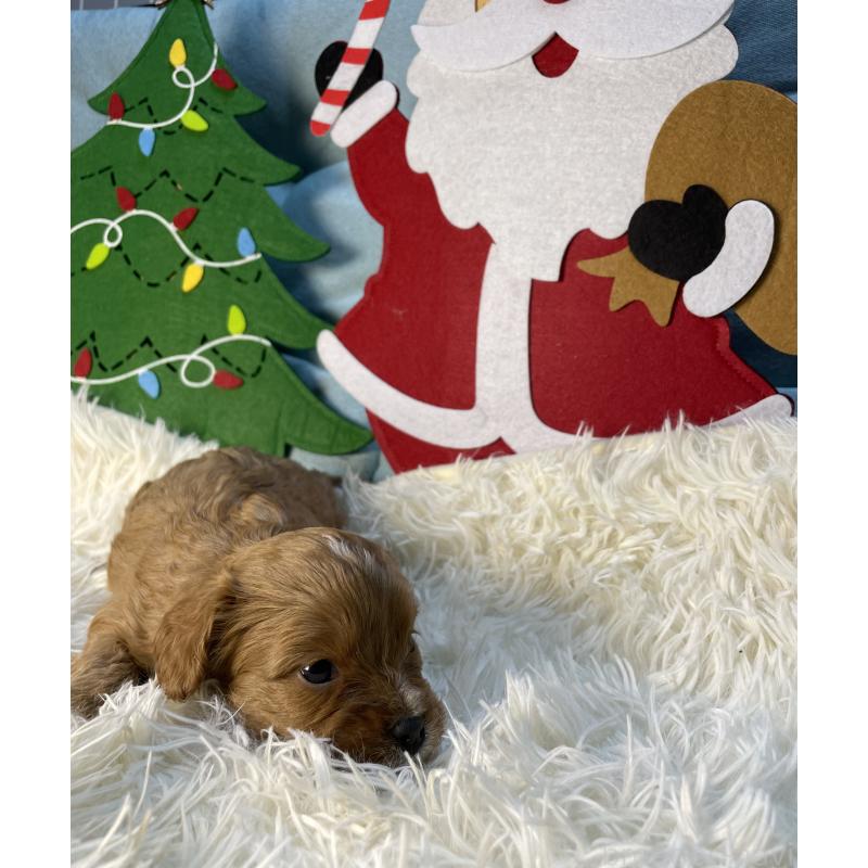 販売中の神奈川県のキャバプー:キャバリア×トイプードル-427095の4枚目