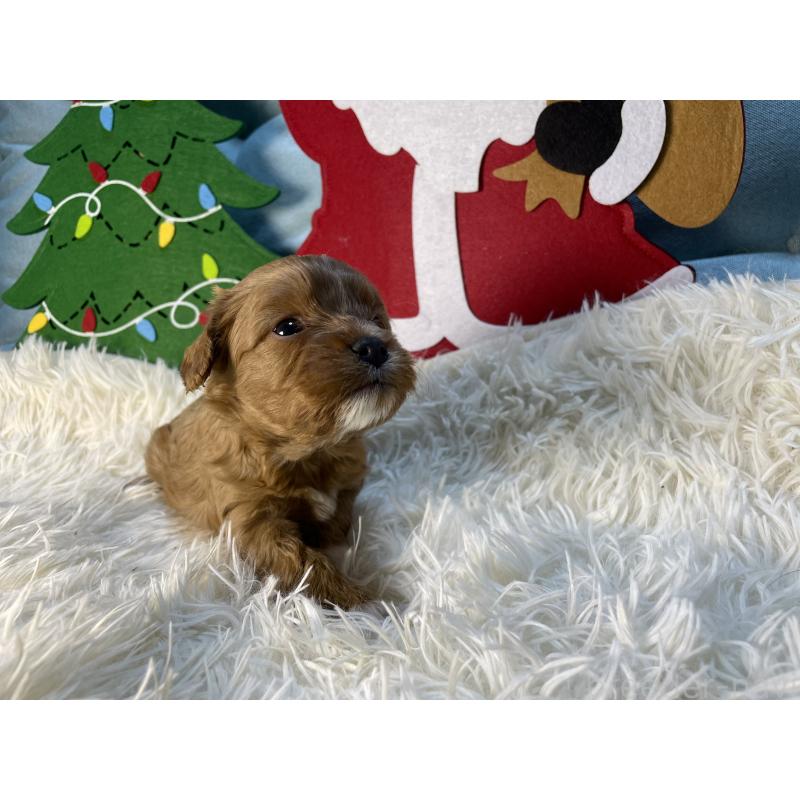 販売中の神奈川県のキャバプー:キャバリア×トイプードル-427095の3枚目