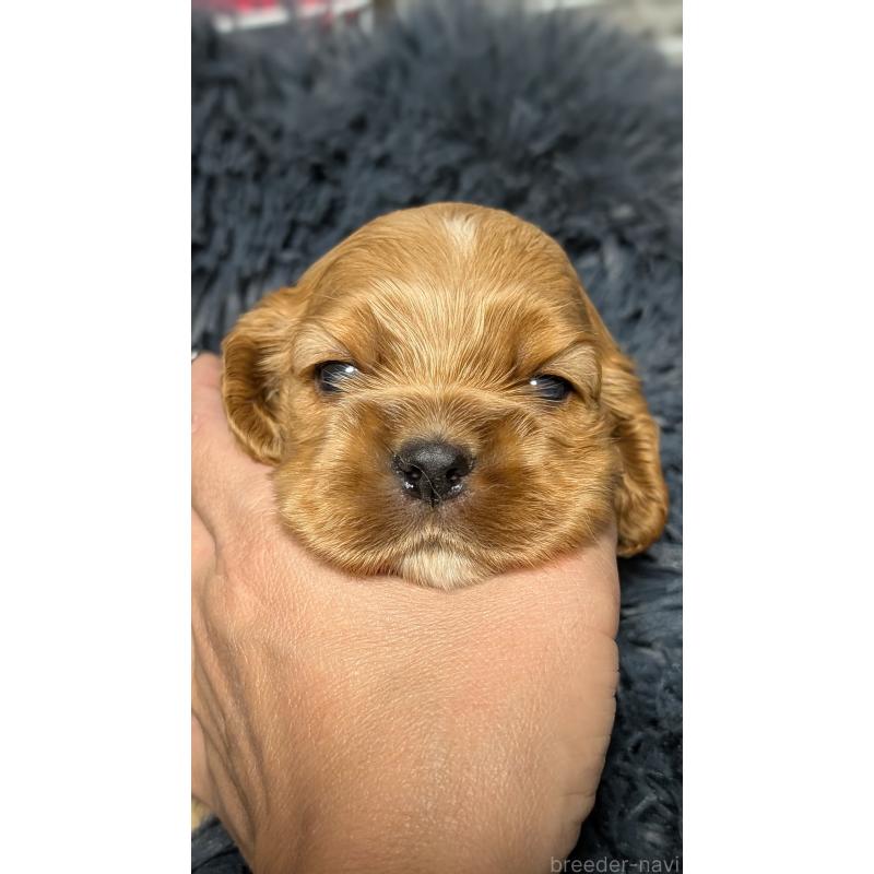 販売中の愛知県のアメリカンコッカースパニエル-427097の8枚目