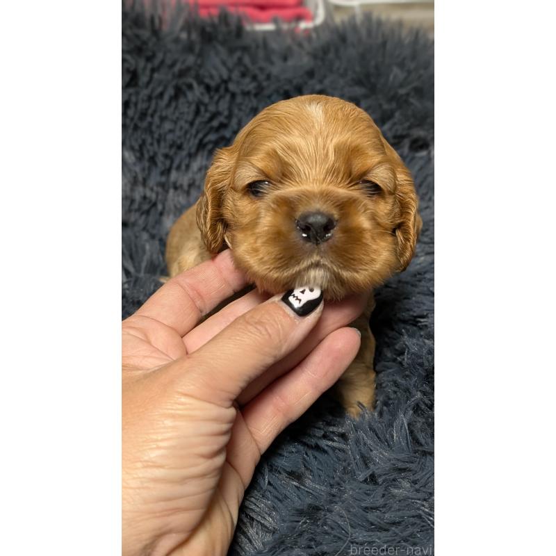 販売中の愛知県のアメリカンコッカースパニエル-427097の7枚目