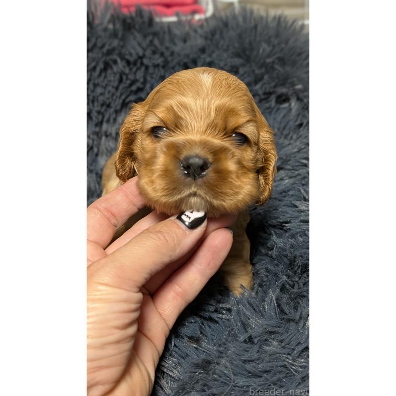 販売中の愛知県のアメリカンコッカースパニエル-427097の6枚目