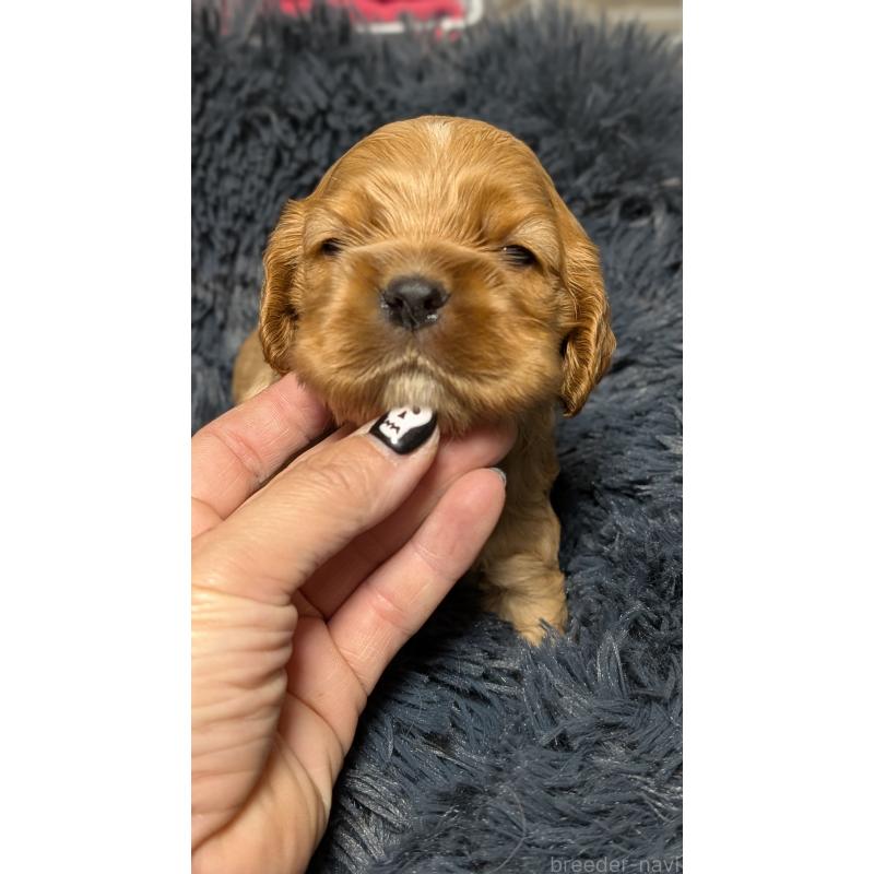 販売中の愛知県のアメリカンコッカースパニエル-427097の5枚目