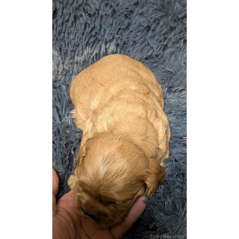 販売中の愛知県のアメリカンコッカースパニエル-427097の3枚目