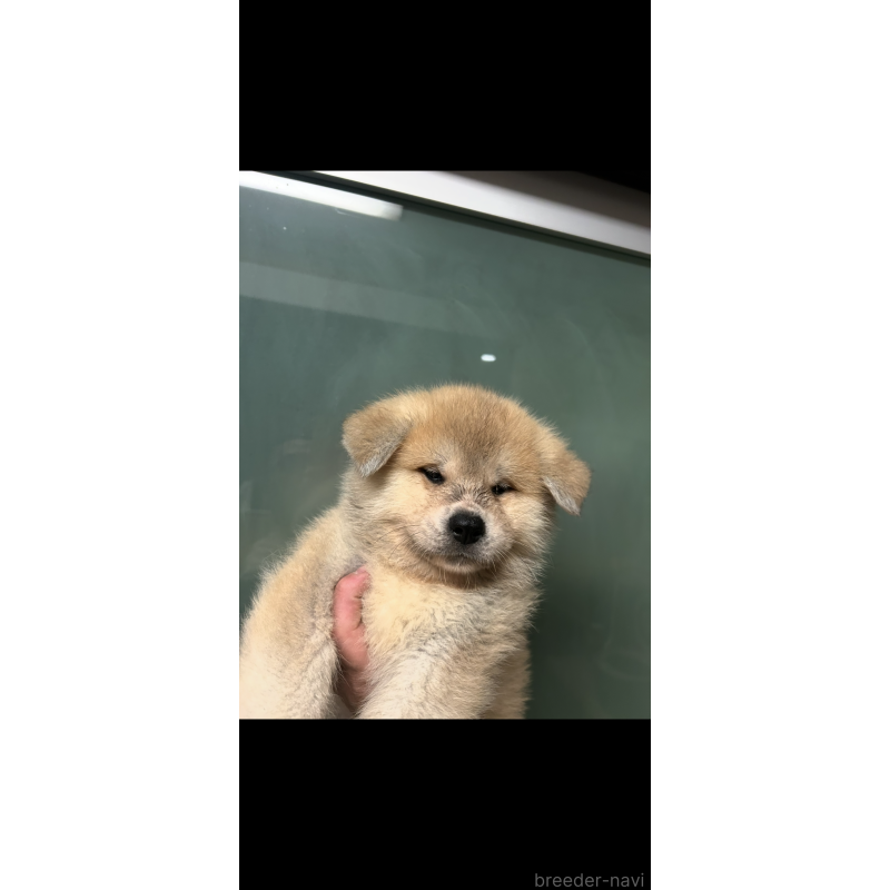 販売中の香川県の秋田犬-427096の3枚目