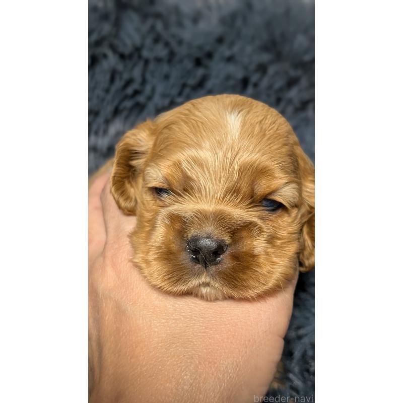 販売中の愛知県のアメリカンコッカースパニエル-427097の2枚目