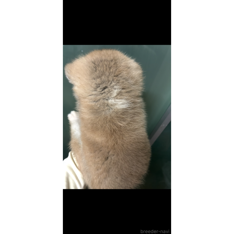販売中の香川県の秋田犬-427096の2枚目