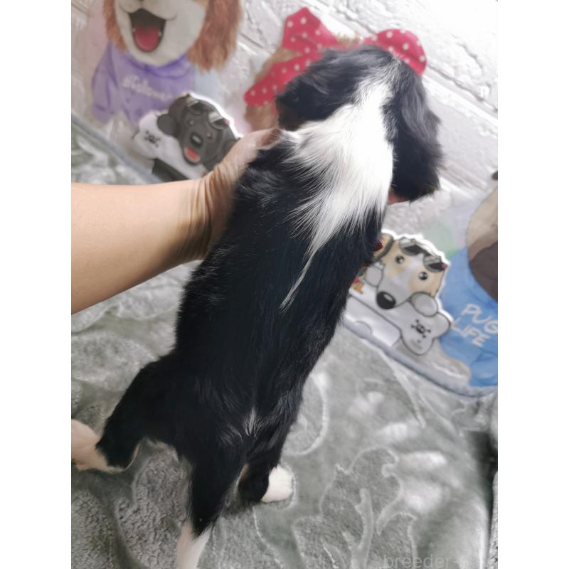 販売中の茨城県のキャバリアキングチャールズスパニエル-420631の4枚目