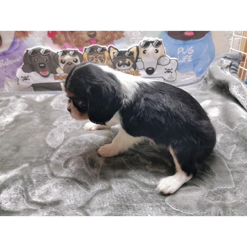 販売中の茨城県のキャバリアキングチャールズスパニエル-420631の3枚目