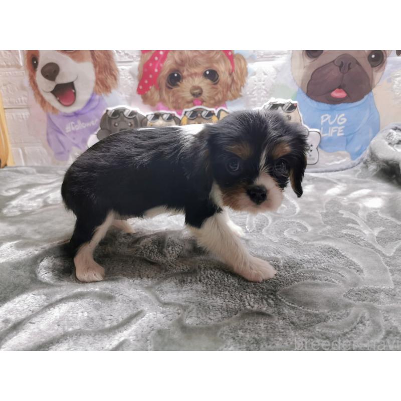 販売中の茨城県のキャバリアキングチャールズスパニエル-420631の2枚目