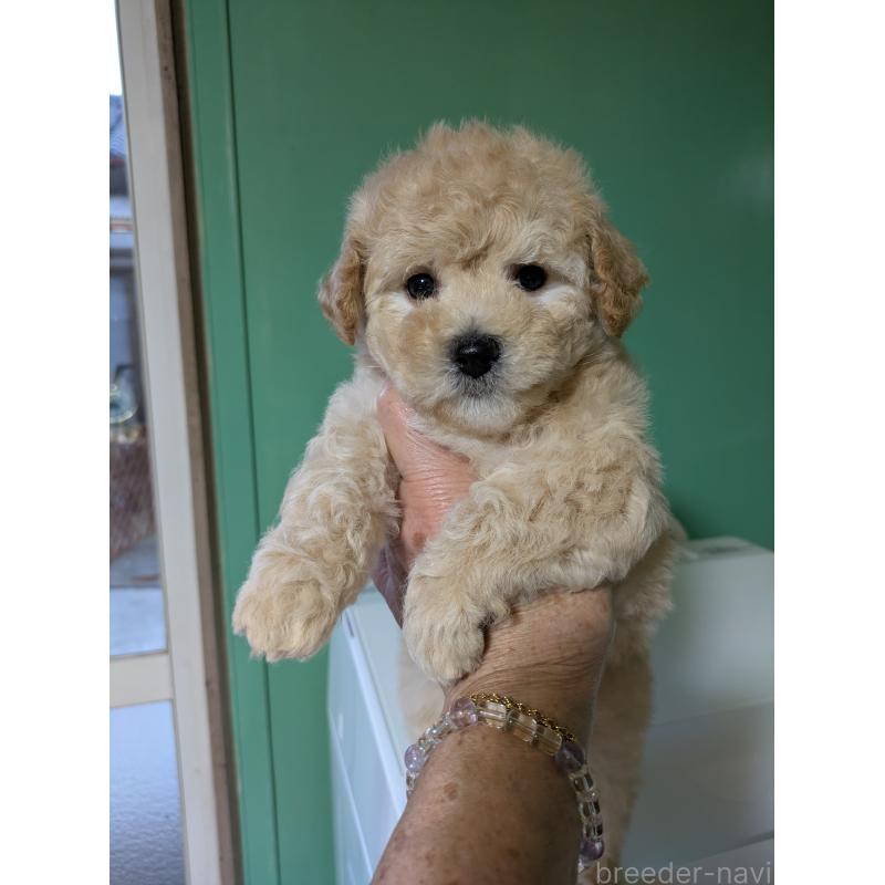 販売中の千葉県のビションプー:ビションフリーゼ×トイプードル-422587の3枚目