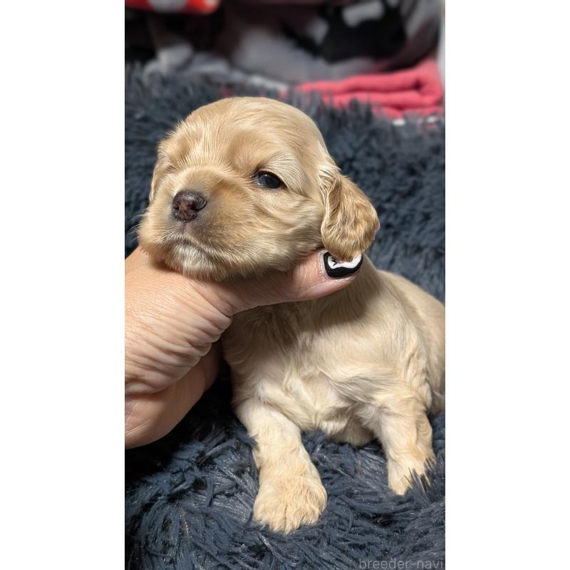 販売中の愛知県のアメリカンコッカースパニエル-427098の10枚目