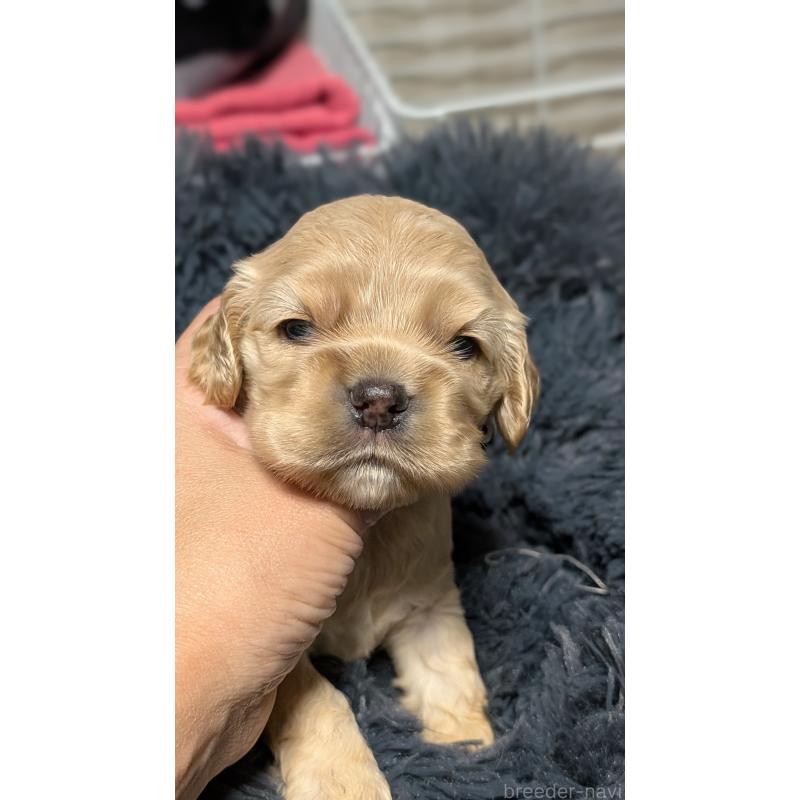 販売中の愛知県のアメリカンコッカースパニエル-427098の9枚目