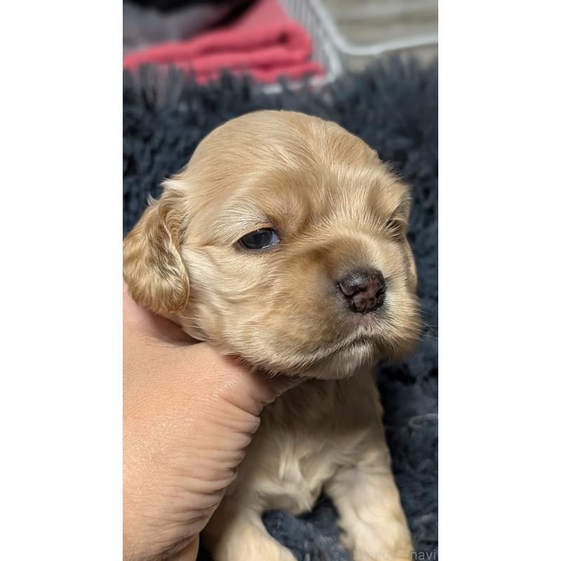 販売中の愛知県のアメリカンコッカースパニエル-427098の8枚目