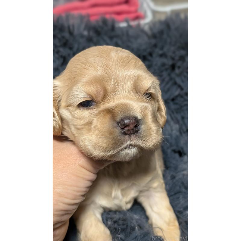 販売中の愛知県のアメリカンコッカースパニエル-427098の7枚目