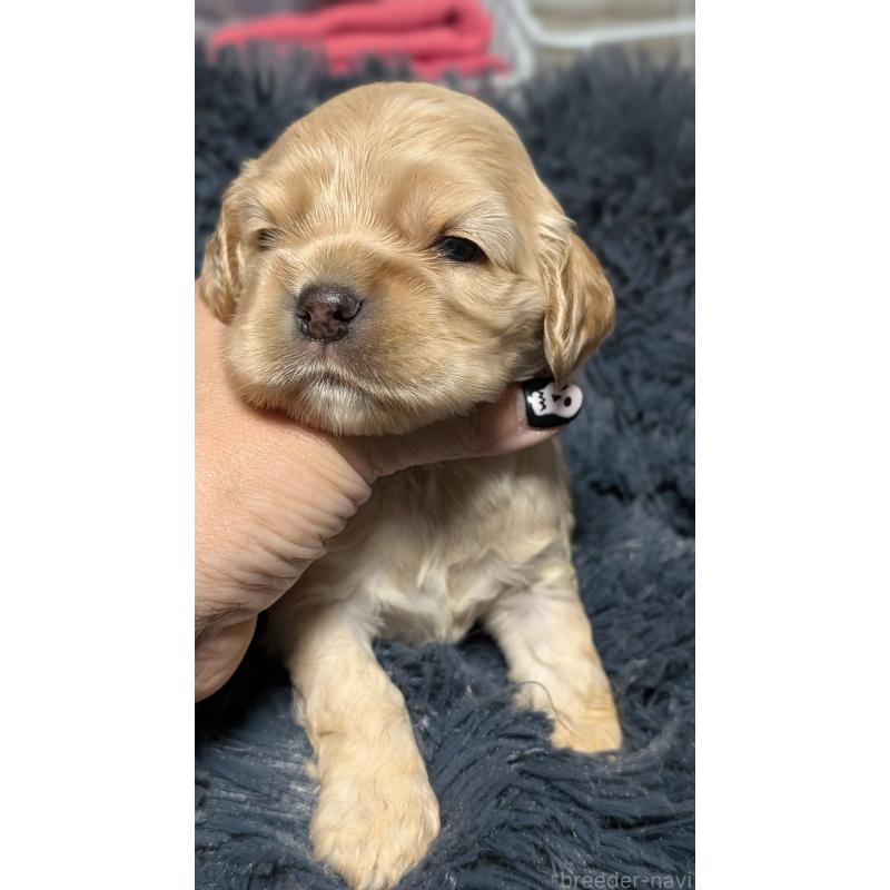 販売中の愛知県のアメリカンコッカースパニエル-427098の6枚目