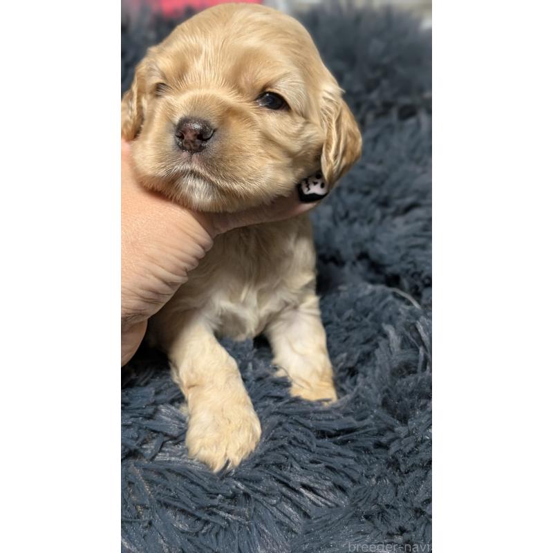 販売中の愛知県のアメリカンコッカースパニエル-427098の5枚目