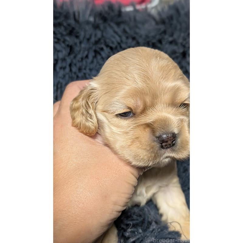 販売中の愛知県のアメリカンコッカースパニエル-427098の4枚目