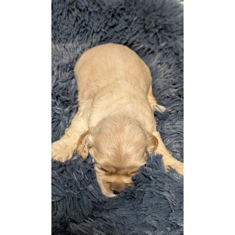 販売中の愛知県のアメリカンコッカースパニエル-427098の3枚目