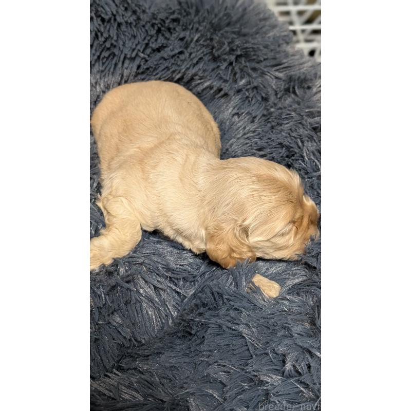 販売中の愛知県のアメリカンコッカースパニエル-427098の2枚目