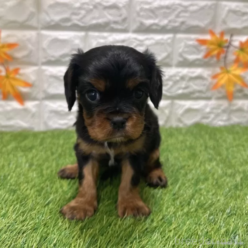 販売中の愛知県のキャバリアキングチャールズスパニエル-427099