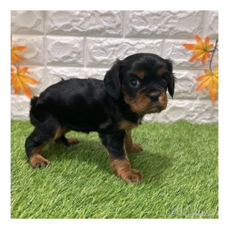 販売中の愛知県のキャバリアキングチャールズスパニエル-427099の5枚目