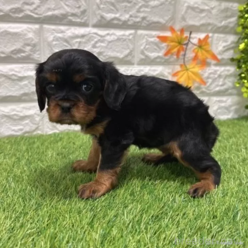 販売中の愛知県のキャバリアキングチャールズスパニエル-427099の4枚目