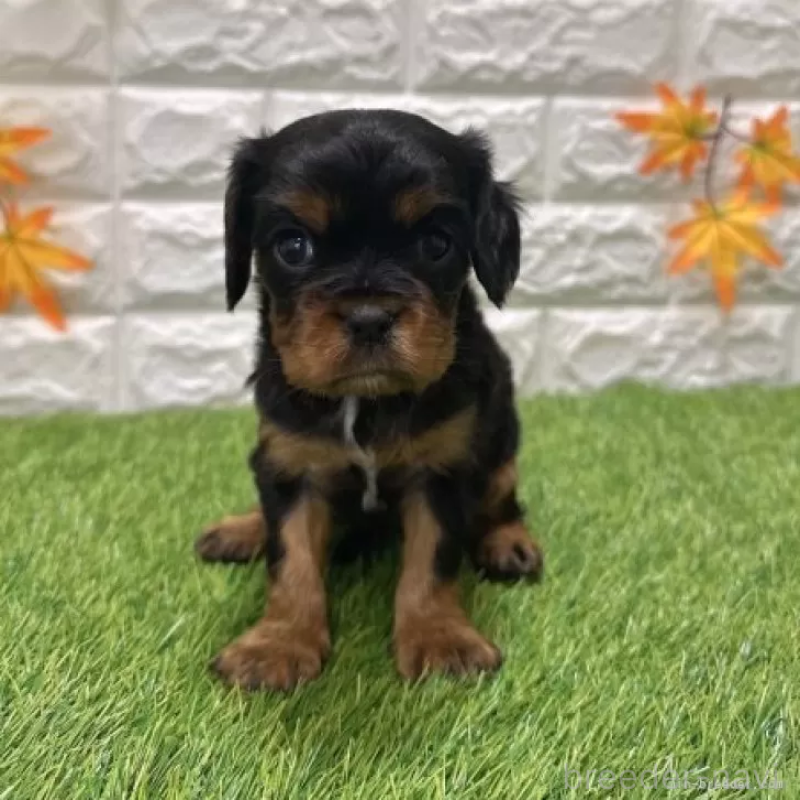 販売中の愛知県のキャバリアキングチャールズスパニエル-427099の3枚目