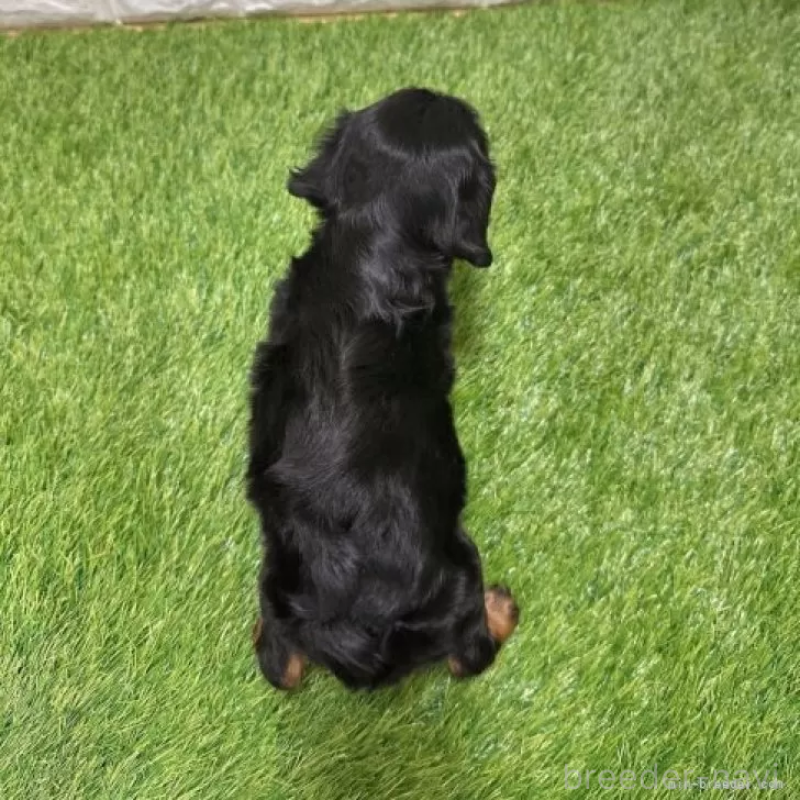 販売中の愛知県のキャバリアキングチャールズスパニエル-427099の2枚目