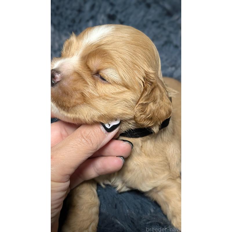 販売中の愛知県のアメリカンコッカースパニエル-427100の12枚目