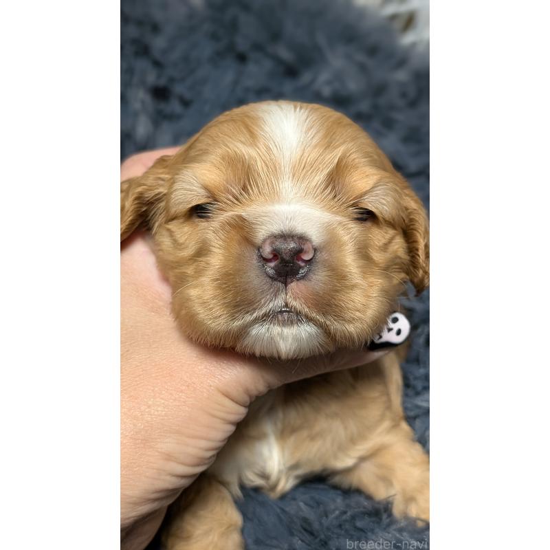 販売中の愛知県のアメリカンコッカースパニエル-427100の10枚目