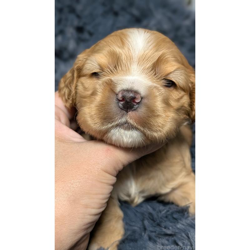 販売中の愛知県のアメリカンコッカースパニエル-427100の9枚目