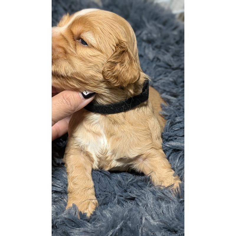 販売中の愛知県のアメリカンコッカースパニエル-427100の8枚目