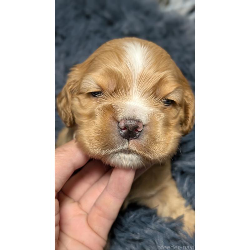 販売中の愛知県のアメリカンコッカースパニエル-427100の7枚目