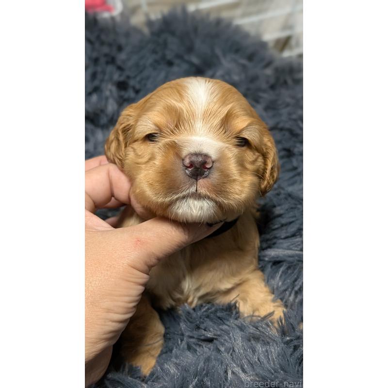 販売中の愛知県のアメリカンコッカースパニエル-427100の5枚目