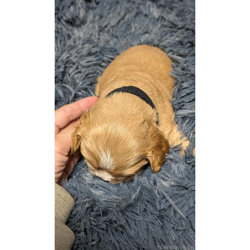 販売中の愛知県のアメリカンコッカースパニエル-427100の3枚目