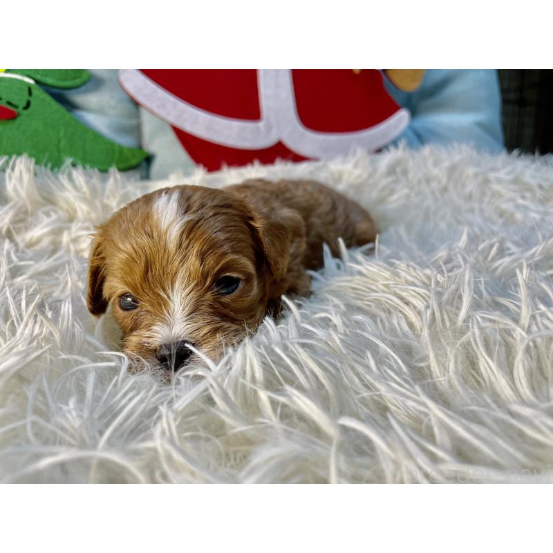 販売中の神奈川県のキャバプー:キャバリア×トイプードル-427102の6枚目