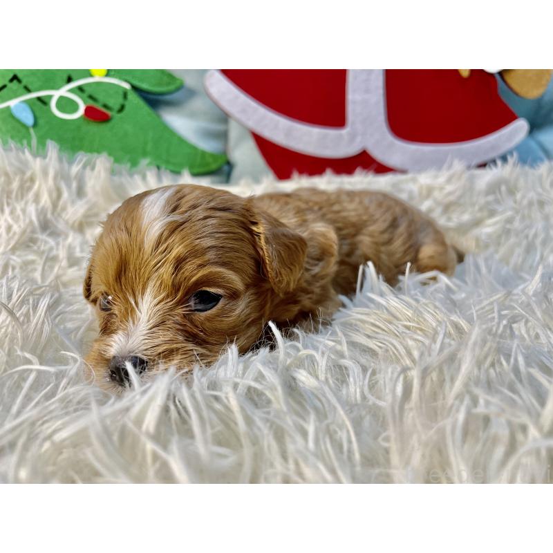 販売中の神奈川県のキャバプー:キャバリア×トイプードル-427102の4枚目