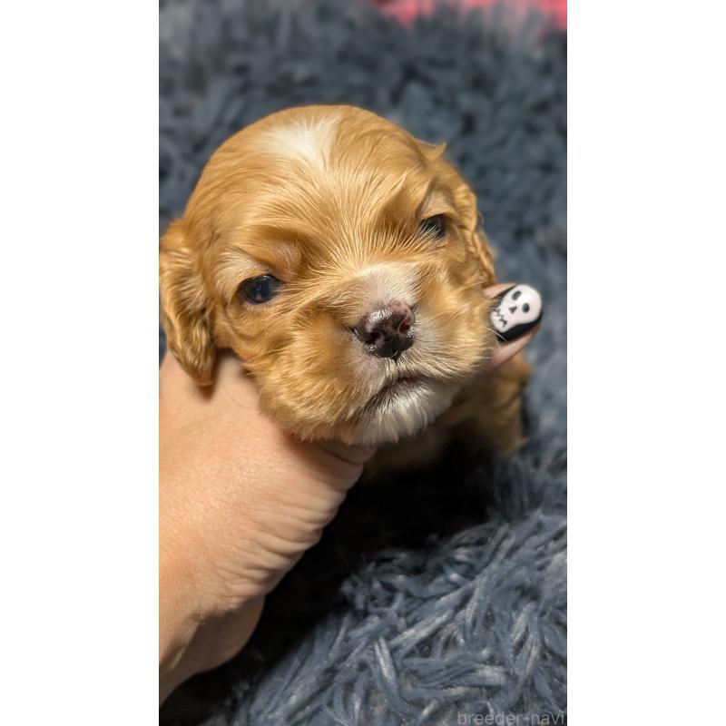 販売中の愛知県のアメリカンコッカースパニエル-427101の14枚目