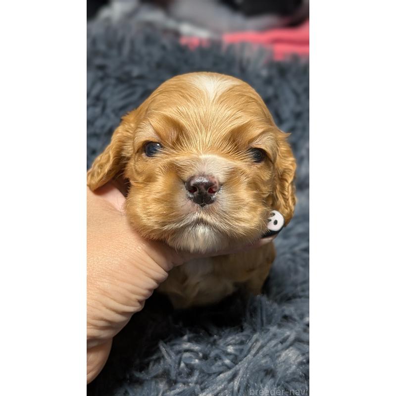 販売中の愛知県のアメリカンコッカースパニエル-427101の13枚目