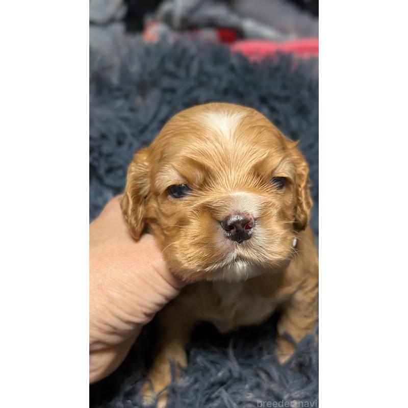 販売中の愛知県のアメリカンコッカースパニエル-427101の10枚目