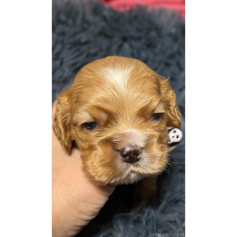 販売中の愛知県のアメリカンコッカースパニエル-427101の7枚目