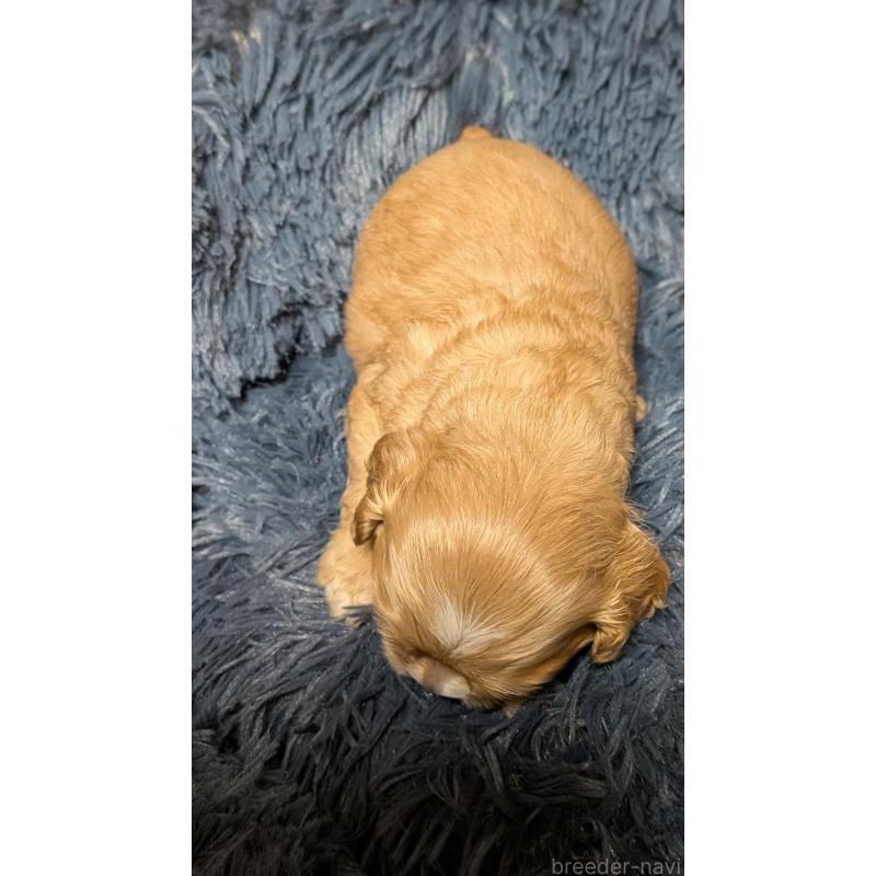 販売中の愛知県のアメリカンコッカースパニエル-427101の6枚目