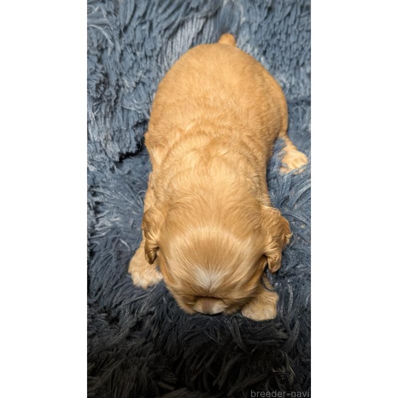 販売中の愛知県のアメリカンコッカースパニエル-427101の5枚目